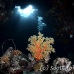 coral_soft_sjc_si_h_0153_egy4644.jpg